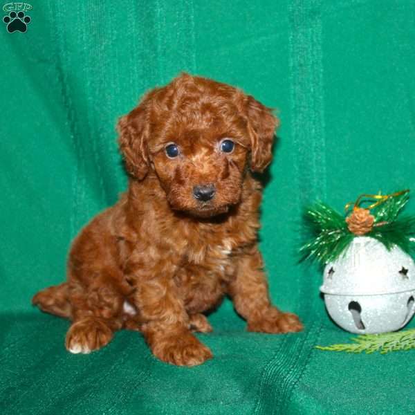 Sleighbells, Toy Poodle Puppy